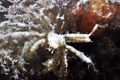 Oncinopus neptunus