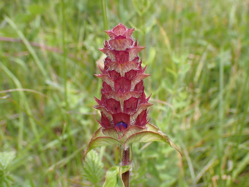 Prunella vulgaris iNat (2)