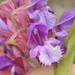 Lance Selfheal - Photo (c) Sadie Hickey, some rights reserved (CC BY-NC), uploaded by Sadie Hickey