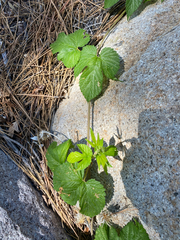 Humulus