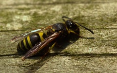 Ancistrocerus parietum