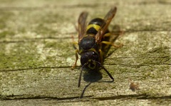 Ancistrocerus parietum