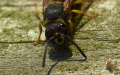 Ancistrocerus parietum