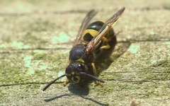 Ancistrocerus parietum