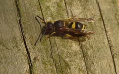 Ancistrocerus parietum