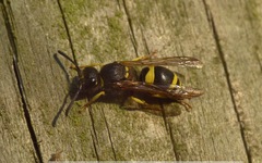 Ancistrocerus parietum