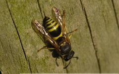 Ancistrocerus parietum