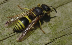 Ancistrocerus parietum