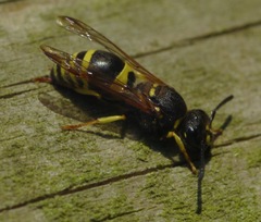 Ancistrocerus parietum