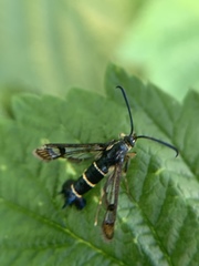 Synanthedon tipuliformis