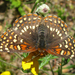 Northern Checkerspot - Photo (c) Karlyn H. Lewis, some rights reserved (CC BY-NC), uploaded by Karlyn H. Lewis