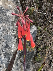 Blandfordia punicea