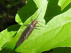 Protosialis americana