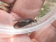 Protosialis americana