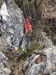 Blandfordia punicea