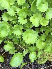 Micranthes odontoloma