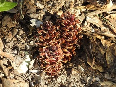 Kopsiopsis strobilacea