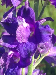 Delphinium variegatum
