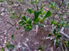 Dodonaea viscosa cuneata