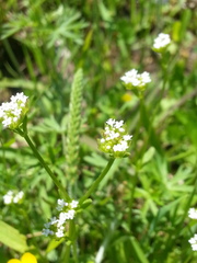 Valerianella radiata