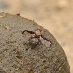 Diacrita costalis