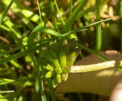 Caltha natans