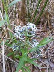 Amsonia tabernaemontana
