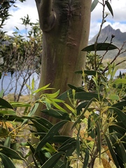 Eucalyptus subcrenulata