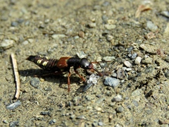 Staphylinus erythropterus