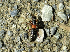 Staphylinus erythropterus