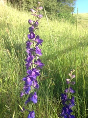Delphinium variegatum