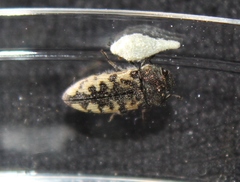 Acmaeodera