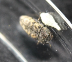 Acmaeodera