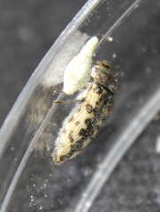 Acmaeodera
