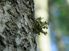 Ramalina sinensis