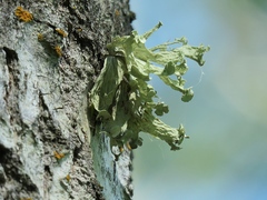 Ramalina sinensis
