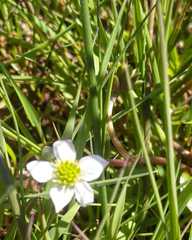 Caltha natans
