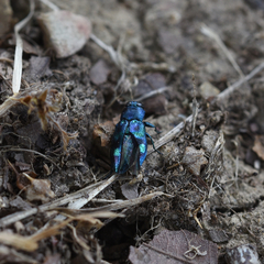 Chrysobothris chlorocephala