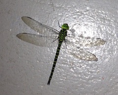 Coryphaeschna ingens
