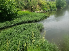 Etheostoma crossopterum