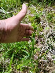 Carex folliculata