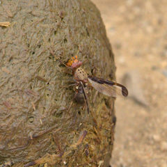 Diacrita costalis