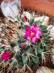 Mammillaria polythele