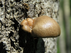 Pleurotus calyptratus