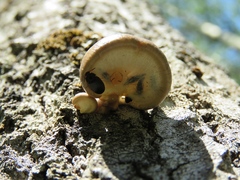 Pleurotus calyptratus