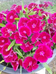 Dianthus chinensis × barbatus
