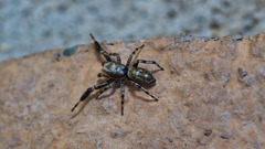 Tutelina