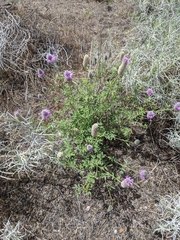 Dalea ornata