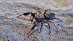Tutelina