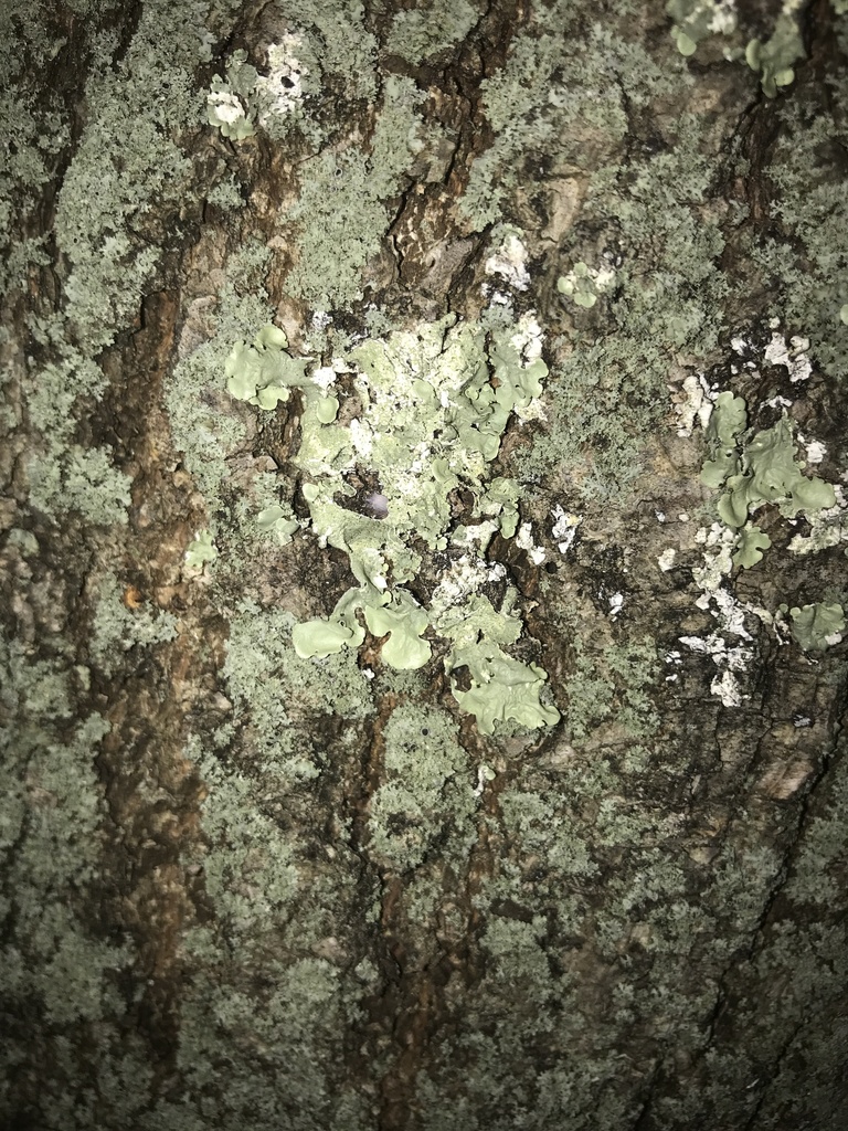 common greenshield lichen from Long Island, Massapequa, NY, US on June ...
